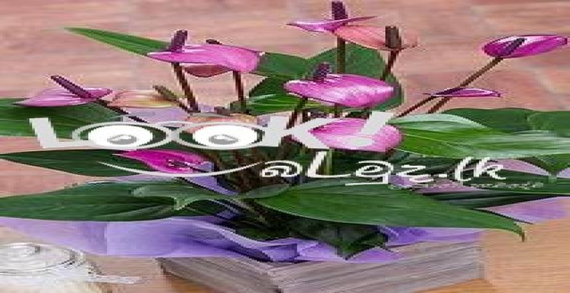 ONELI PLANT NURSSARY