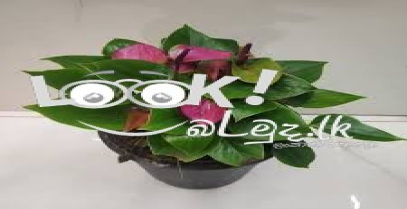 ONELI PLANT NURSSARY