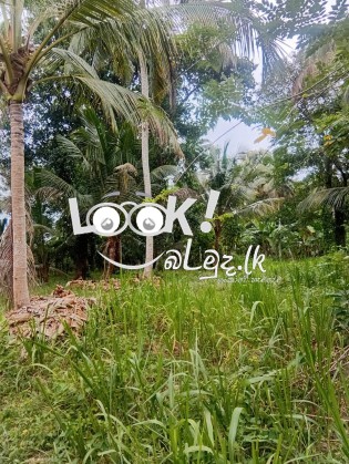 Land for Sale Kurunagala,Girulla-  කුරුණෑගල ,ගිරිඋල්ල ඉඩමක් විකිණීමට