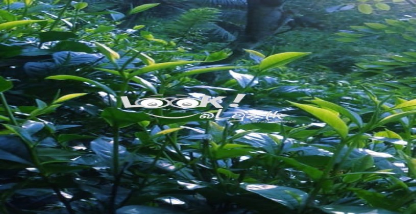 අක්කර 01 ක තේ ඉඩමක් විකිණීමට 