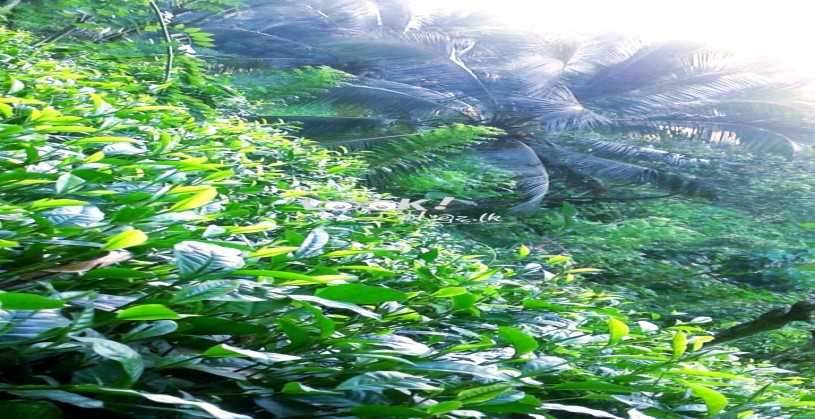 අක්කර 01 ක තේ ඉඩමක් විකිණීමට 