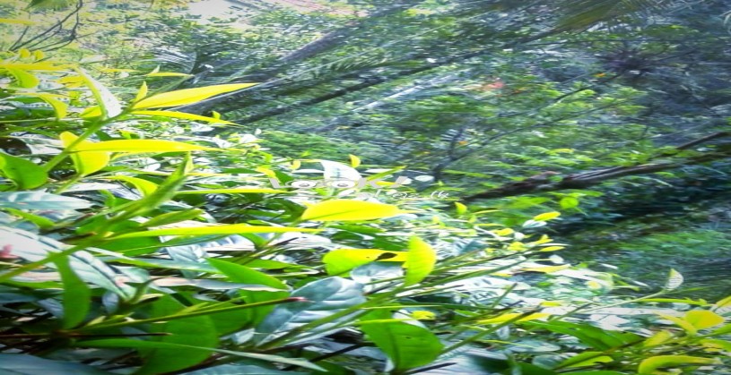 අක්කර 01 ක තේ ඉඩමක් විකිණීමට 