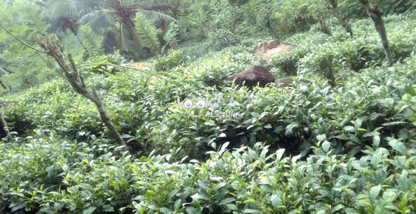 අක්කර 01 ක තේ ඉඩමක් විකිණීමට 