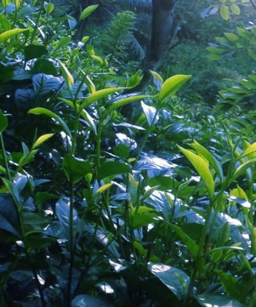 අක්කර 01 ක තේ ඉඩමක් විකිණීමට 