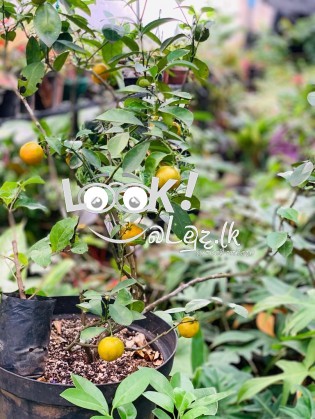 Kavee Pela Thawana Decorative flowers Herbs Fruit plants 0716160902