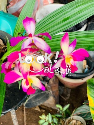 Kavee Pela Thawana Decorative flowers Herbs Fruit plants 0716160902