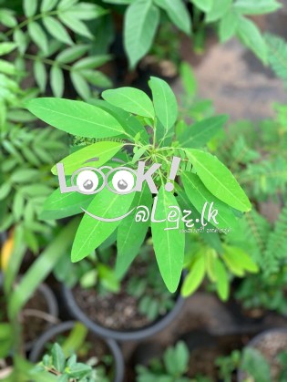 Kavee Pela Thawana Decorative flowers Herbs Fruit plants 0716160902