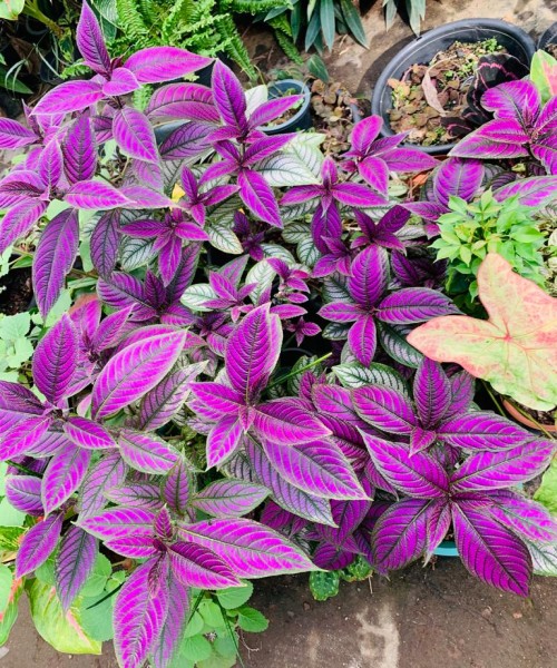 Kavee Pela Thawana Decorative flowers Herbs Fruit plants 0716160902