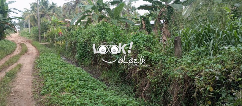 කුරුණෑගල,රන්ටැටි උයන,  පර්චස් 16ක හතරැස් ඉඩම විකිනීමට ඇත 16‑perch rectangular plot in Kurunegala, Ranteti Uyana for sale.” குருநegaலா, ராந்தெட்டி உயநத்தில் உள்ள 16 பச்சை சதுரமான நிலம் விற்க உள்ளது