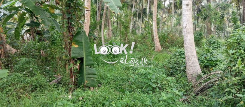 කුරුණෑගල,රන්ටැටි උයන,  පර්චස් 16ක හතරැස් ඉඩම විකිනීමට ඇත 16‑perch rectangular plot in Kurunegala, Ranteti Uyana for sale.” குருநegaலா, ராந்தெட்டி உயநத்தில் உள்ள 16 பச்சை சதுரமான நிலம் விற்க உள்ளது