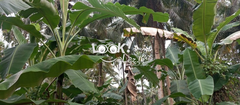 කුරුණෑගල,රන්ටැටි උයන,  පර්චස් 16ක හතරැස් ඉඩම විකිනීමට ඇත 16‑perch rectangular plot in Kurunegala, Ranteti Uyana for sale.” குருநegaலா, ராந்தெட்டி உயநத்தில் உள்ள 16 பச்சை சதுரமான நிலம் விற்க உள்ளது