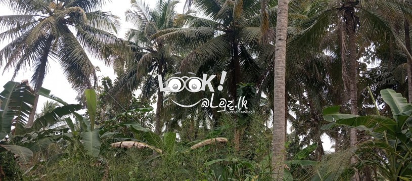 කුරුණෑගල,රන්ටැටි උයන,  පර්චස් 16ක හතරැස් ඉඩම විකිනීමට ඇත 16‑perch rectangular plot in Kurunegala, Ranteti Uyana for sale.” குருநegaலா, ராந்தெட்டி உயநத்தில் உள்ள 16 பச்சை சதுரமான நிலம் விற்க உள்ளது