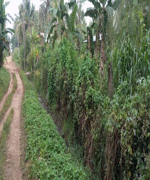 කුරුණෑගල,රන්ටැටි උයන,  පර්චස් 16ක හතරැස් ඉඩම විකිනීමට ඇත 16‑perch rectangular plot in Kurunegala, Ranteti Uyana for sale.” குருநegaலா, ராந்தெட்டி உயநத்தில் உள்ள 16 பச்சை சதுரமான நிலம் விற்க உள்ளது