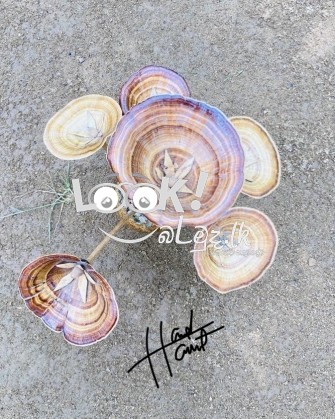 Coconut shell Handy Craft 