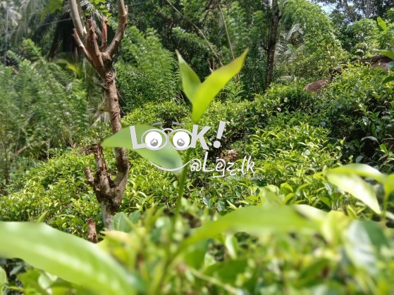 Tea Land For Sale Matara