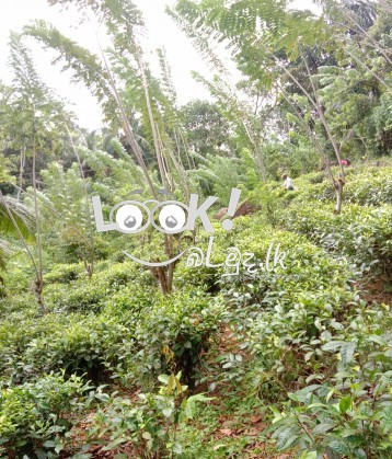 Tea Land For Sale Matara