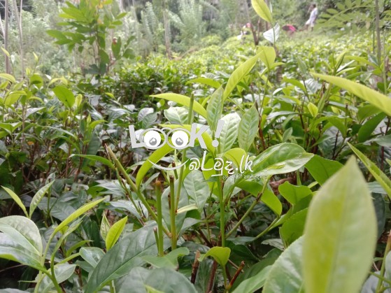Tea Land For Sale Matara