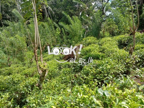 Tea Land For Sale Matara