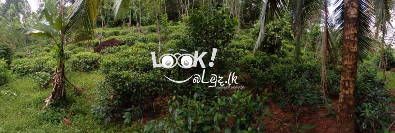 Tea Land For Sale Matara