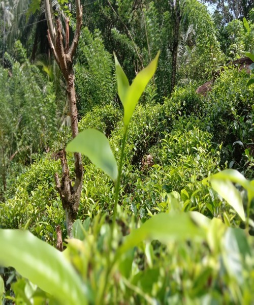 Tea Land For Sale Matara