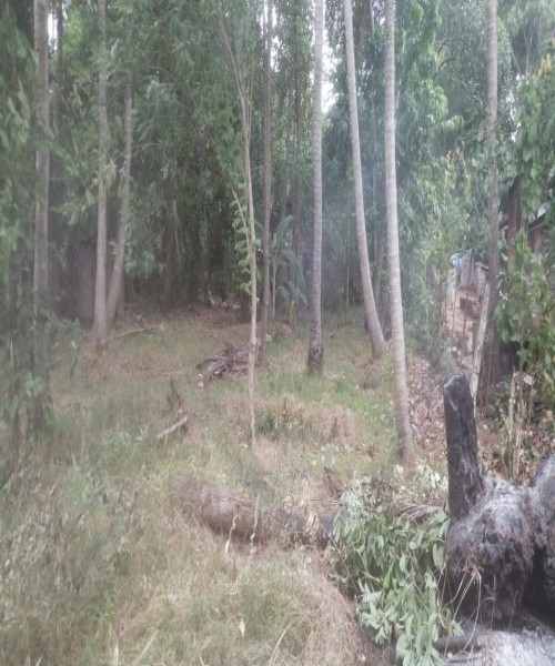 ඉක්මනින්ම විකිනීමට 