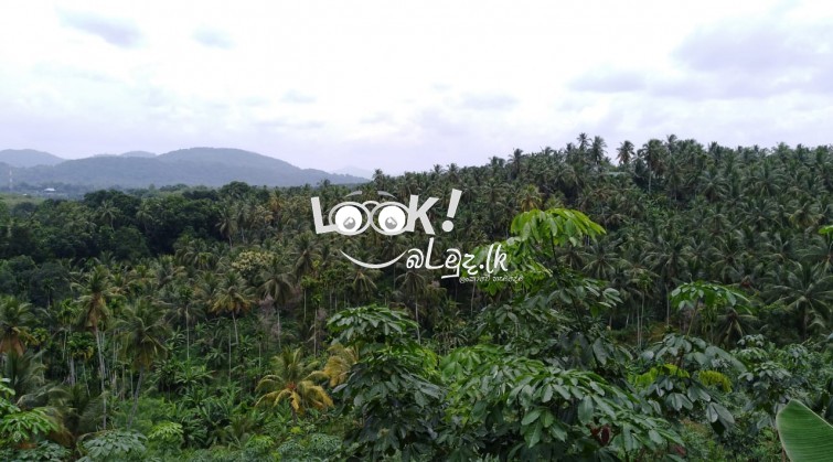 Estate for Sale - Pinnawala