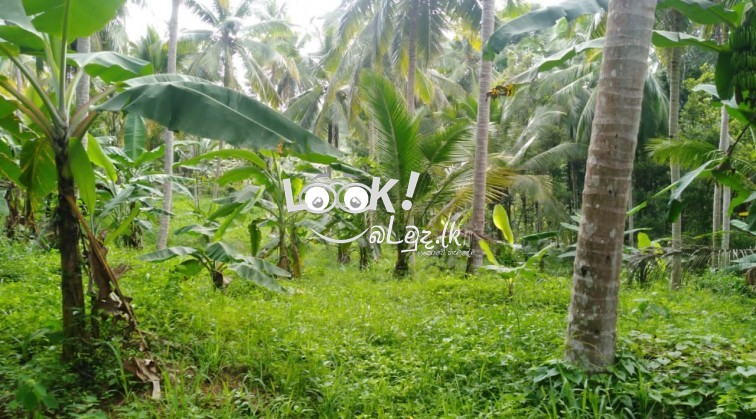 Estate for Sale - Pinnawala