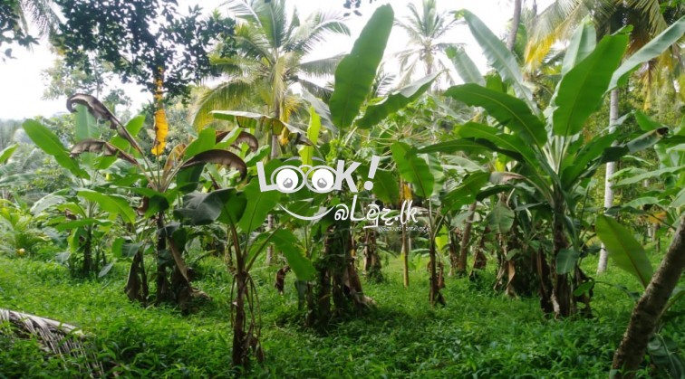 Estate for Sale - Pinnawala