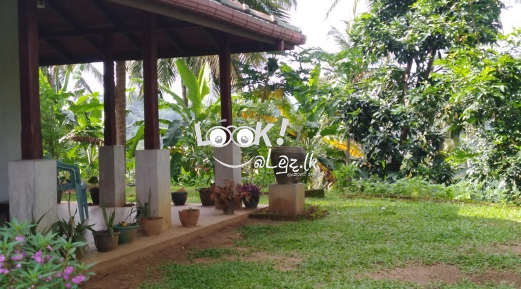 Estate for Sale - Pinnawala
