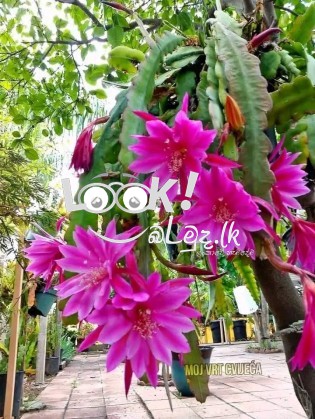 විසිතුරු මල් පැල , විසිතුරු ශාක පැලැටි පහසු මිල ට ලබා ගන්න... අමතන්න. 0719823206, 0781000057 (චන්ද්‍රිකා )