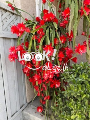 විසිතුරු මල් පැල , විසිතුරු ශාක පැලැටි පහසු මිල ට ලබා ගන්න... අමතන්න. 0719823206, 0781000057 (චන්ද්‍රිකා )