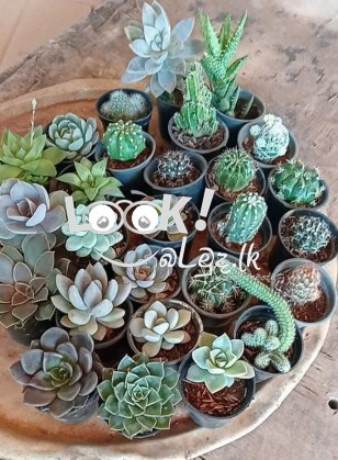 විසිතුරු මල් පැල , විසිතුරු ශාක පැලැටි පහසු මිල ට ලබා ගන්න... අමතන්න. 0719823206, 0781000057 (චන්ද්‍රිකා )