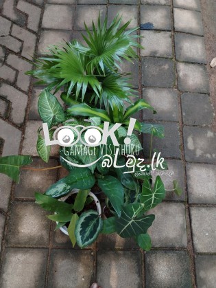 විසිතුරු මල් පැල , විසිතුරු ශාක පැලැටි පහසු මිල ට ලබා ගන්න... අමතන්න. 0719823206, 0781000057 (චන්ද්‍රිකා )