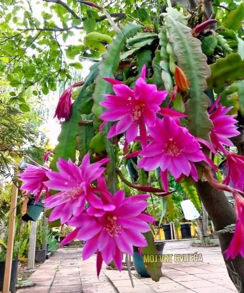 විසිතුරු මල් පැල , විසිතුරු ශාක පැලැටි පහසු මිල ට ලබා ගන්න... අමතන්න. 0719823206, 0781000057 (චන්ද්‍රිකා )