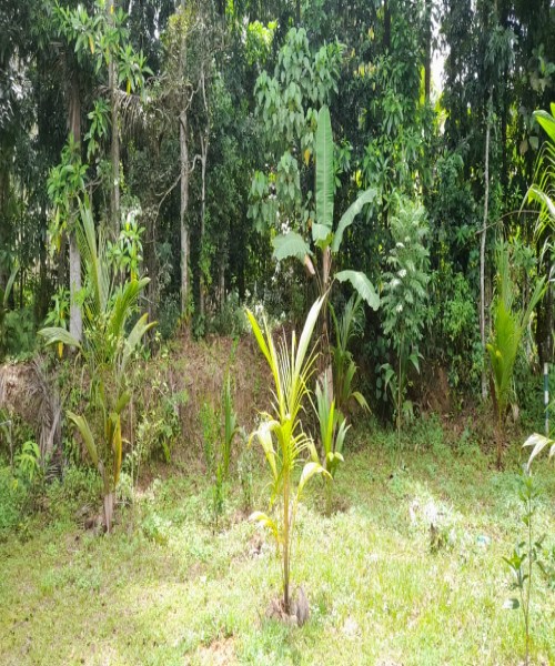 LAND for Sale EMBILIPITIYA