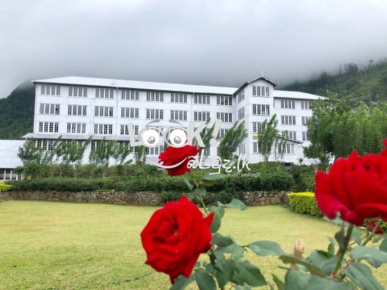 Plantation land inducing a tea leaf industry with fully equipped facilities is available for sale