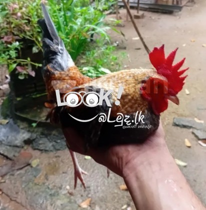 ගම් කුකුලන්