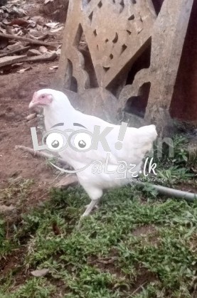 ගම් කුකුලන්