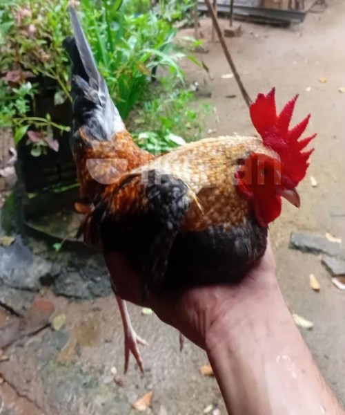 ගම් කුකුලන්