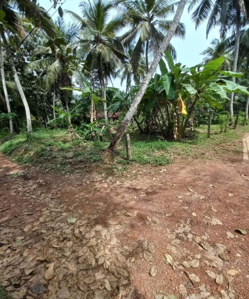 Coconut land for sale in Udugampola Gampaha