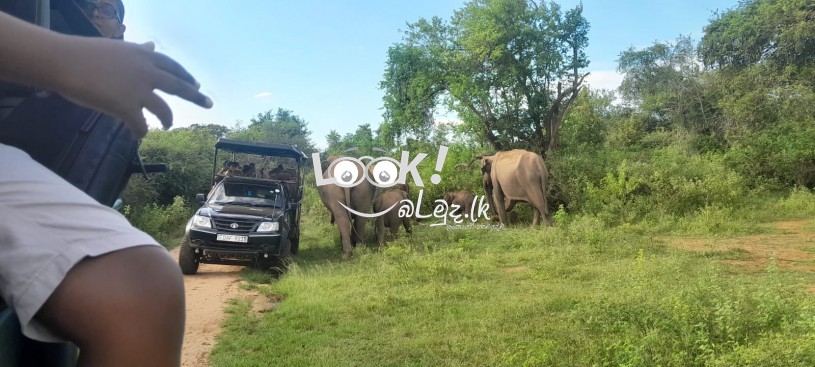 උඩවළවේ සුන්දර සෆාරි සංචාරයක් වෙනුවෙන් අදම ඔබේ අවස්ථාව වෙන් කරවා ගන්න.