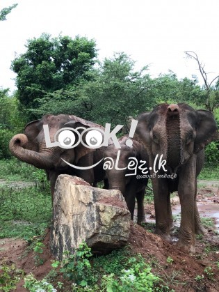 උඩවළවේ සුන්දර සෆාරි සංචාරයක් වෙනුවෙන් අදම ඔබේ අවස්ථාව වෙන් කරවා ගන්න.