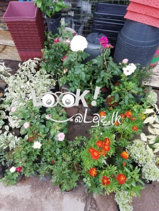 SEWWANDI PLANT NNURSERY