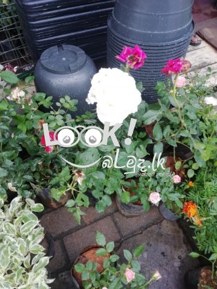 SEWWANDI PLANT NNURSERY