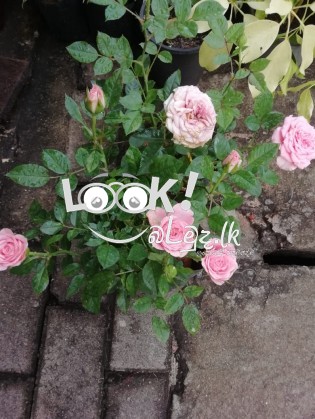 SEWWANDI PLANT NNURSERY