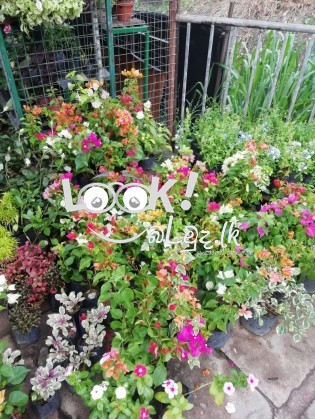 SEWWANDI PLANT NNURSERY