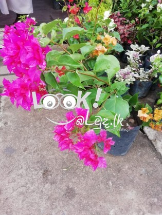 SEWWANDI PLANT NNURSERY