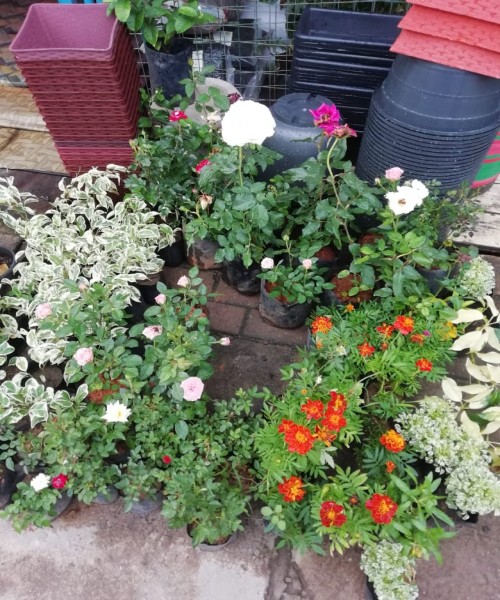 SEWWANDI PLANT NNURSERY