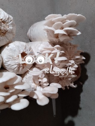 ජේ.කේ.බිම්මල්