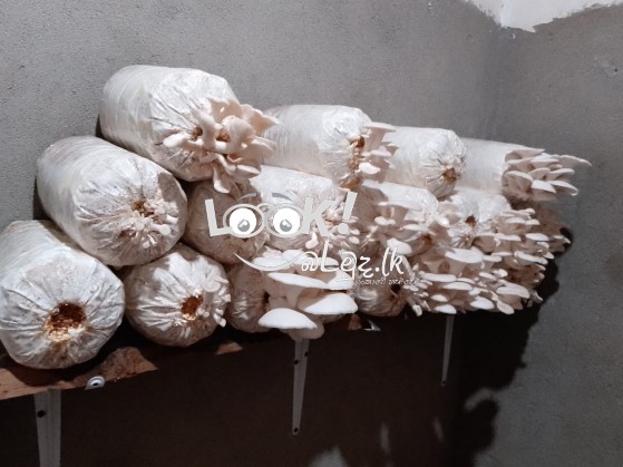 ජේ.කේ.බිම්මල්